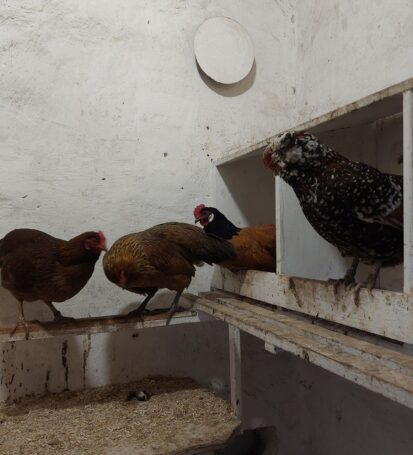 vier Hühner sitzen im Stall