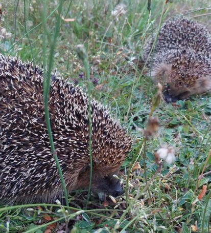 Igel im Gras